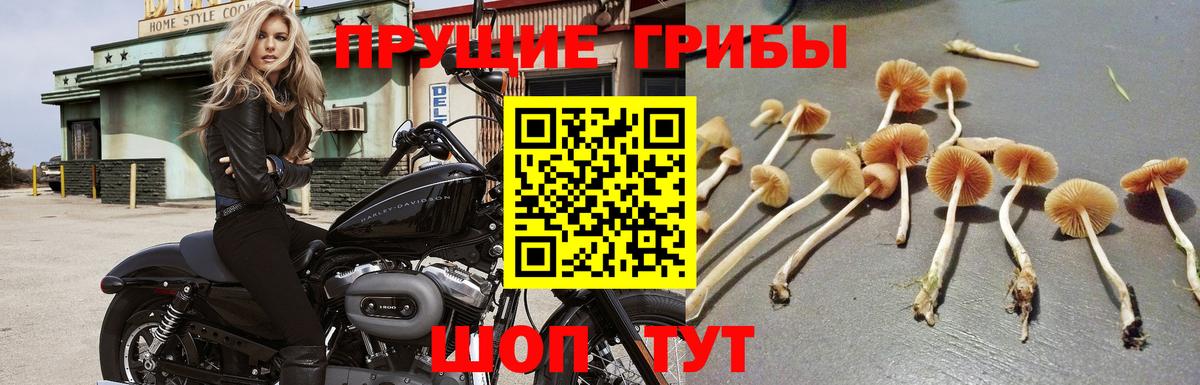 Балабаново  Псилоцибиновые грибы GOLDEN TEACHER  что такое   Вход с VPN 